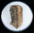 Tyrannosaurid Tooth Fragment - T-Rex #6953-1
